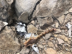 Parabuthus planicauda