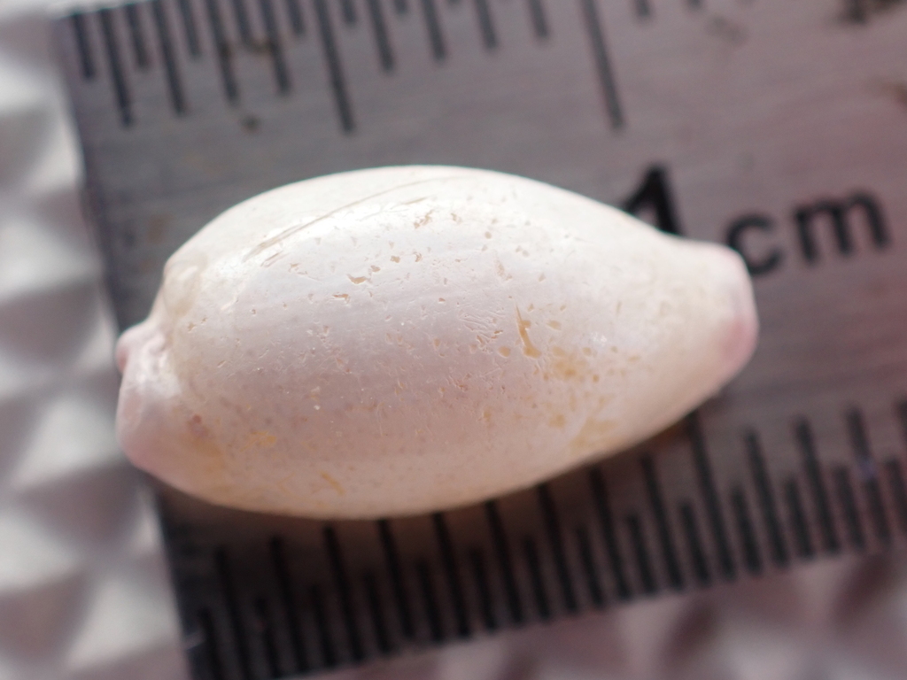 Purpuradusta microdon