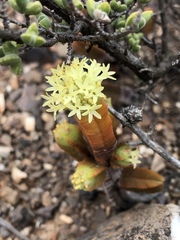 Crassula pyramidalis