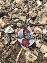 Cerochlamys pachyphylla