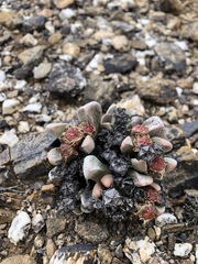 Cerochlamys pachyphylla