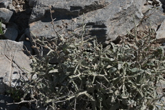 Verbascum spinosum, photograph (c) fmunoz, some rights reserved (CC BY)