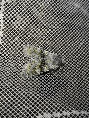 Polymixis xanthomista