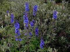 Delphinium cultorum