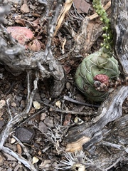 Crassula hemisphaerica