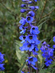 Delphinium cultorum