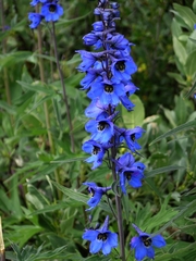 Delphinium cultorum