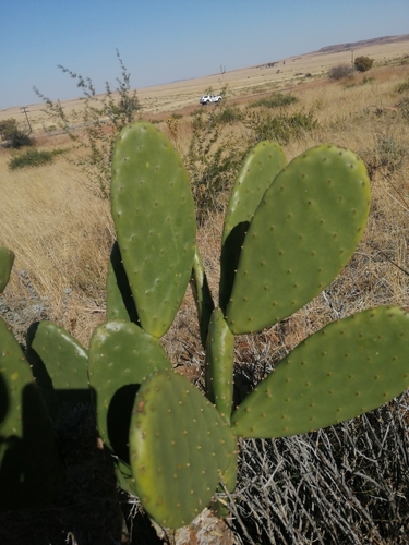 Indian fig opuntia