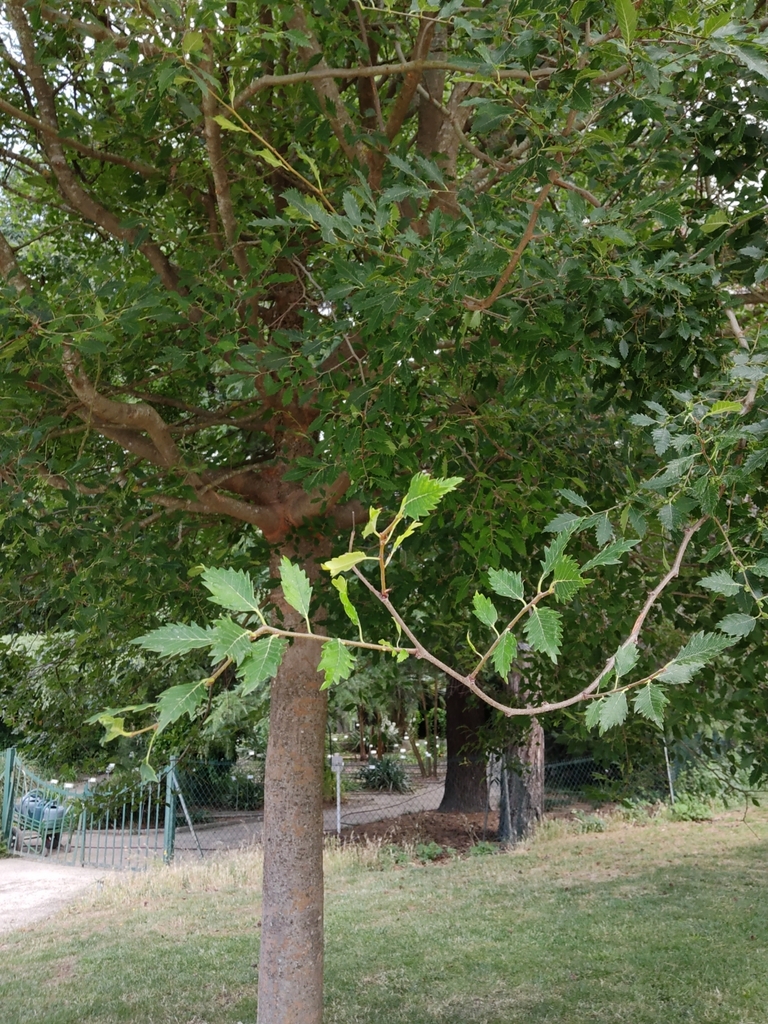 Ilex