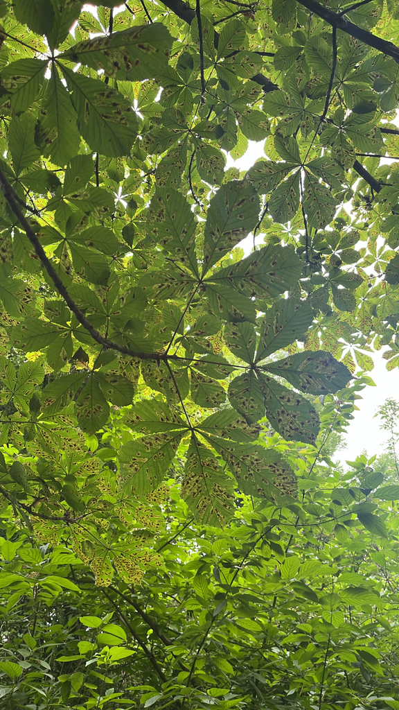 Aesculus