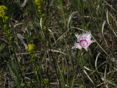 Dianthus plumarius