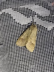 Ammoconia caecimacula