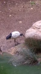 Threskiornis