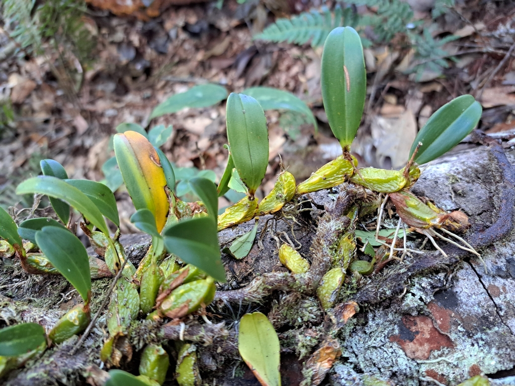 Dendrobium nakaharae