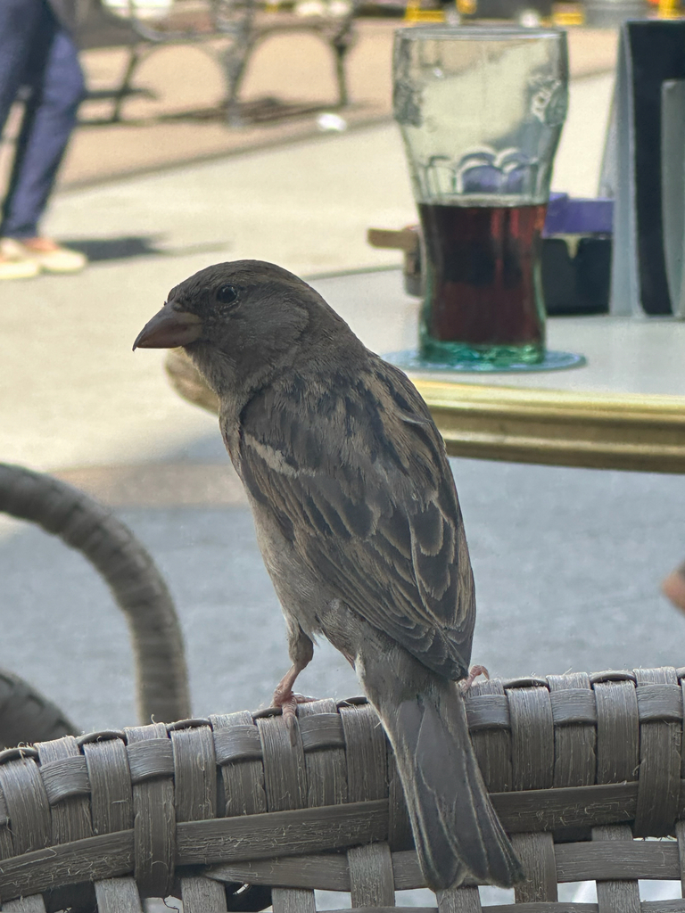 Passer domesticus