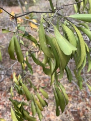 Pristimera longipetiolata image