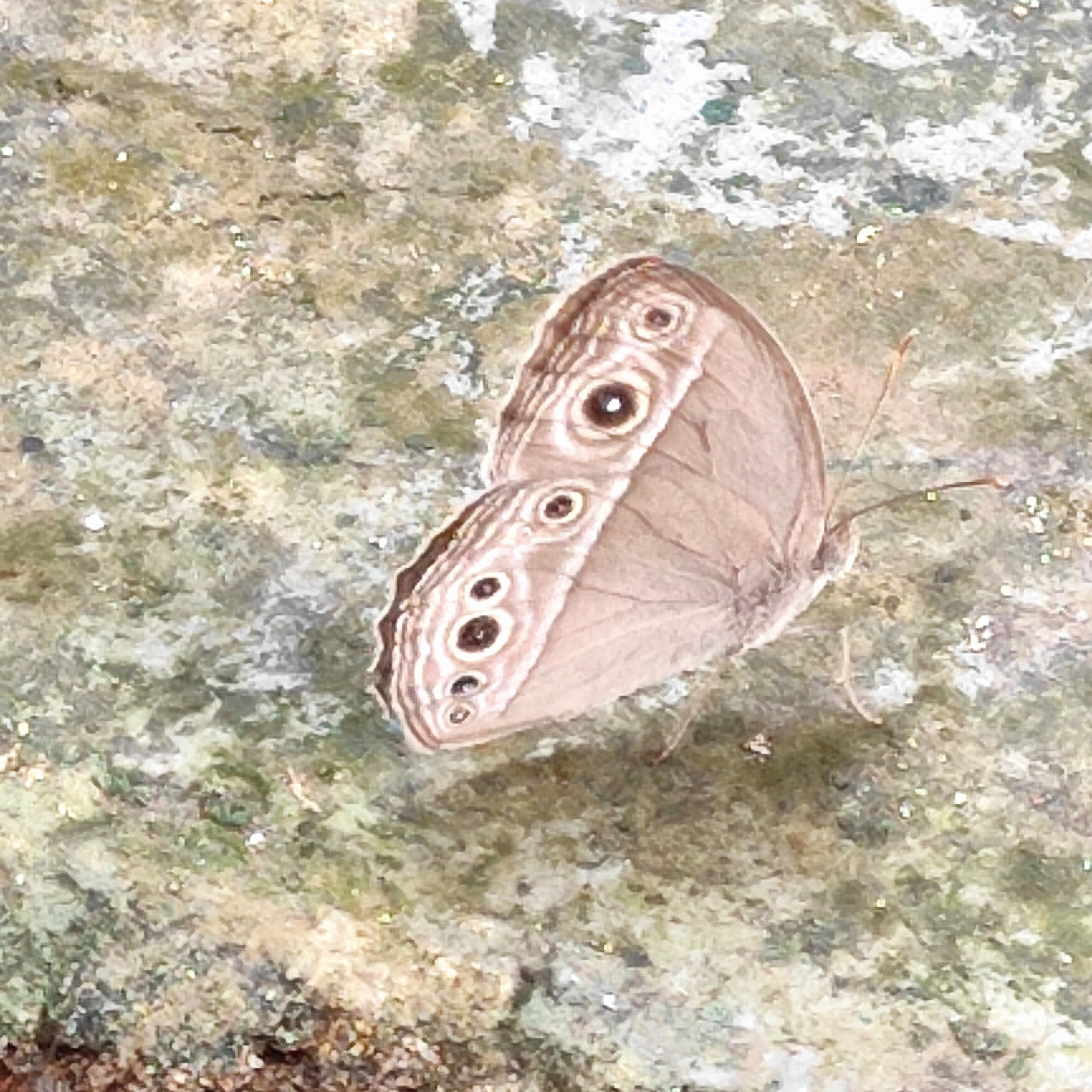 Long-Branded Bushbrown