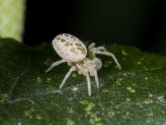 Dictynomorpha strandi
