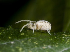 Dictynomorpha strandi