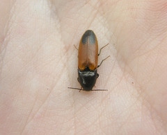 Ampedus apicatus