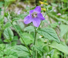 Campanula pallida
