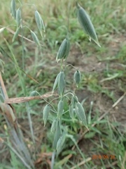 Avena sativa
