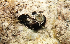Homophyllia australis image