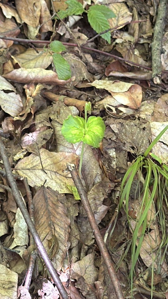 Planta