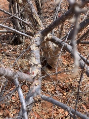 Sterculia rogersii image