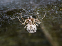 Dictynomorpha strandi