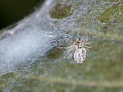 Dictynomorpha strandi