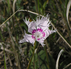 Dianthus plumarius