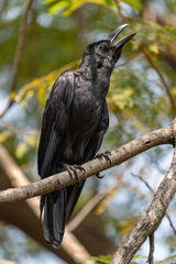 Large-Billed Crow photo 6