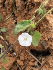 Ipomoea biflora