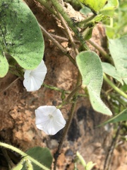Ipomoea biflora
