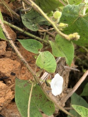 Ipomoea biflora