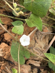 Ipomoea biflora