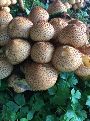 Pholiota squarrosa