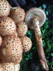 Pholiota squarrosa