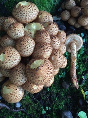 Pholiota squarrosa