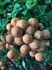 Pholiota squarrosa