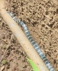 Hemibungarus calligaster