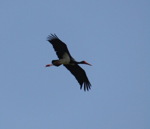 Black Stork (Ciconia nigra), photo 8
