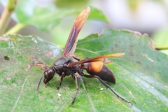 Polistes sagittarius