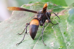 Polistes sagittarius