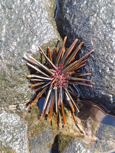 Heterocentrotus trigonarius observed 2025-06-25
