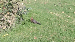 Quiscalus mexicanus