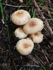 Marasmius torquescens