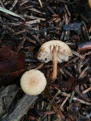 Marasmius torquescens