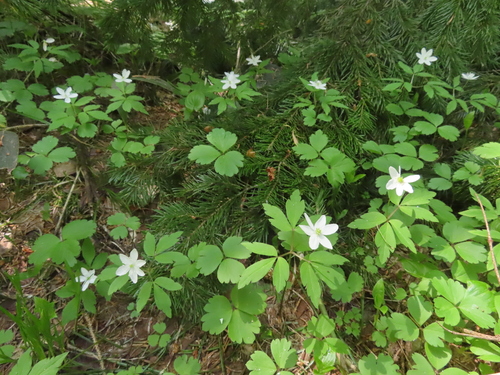 Anemone soyensis iNat (2)